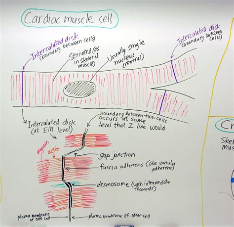 Muscle: Cardiac Muscle Cell | A hand drawn sketch by Dr. Chr… | Flickr