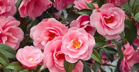 How to Plant and Grow Camellia Flowers | Gardener’s Path