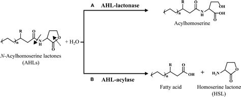 lactone reactions