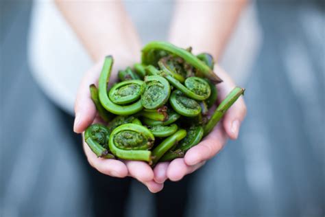 Edible Ferns: Identifying, Growing & Harvesting Fiddleheads