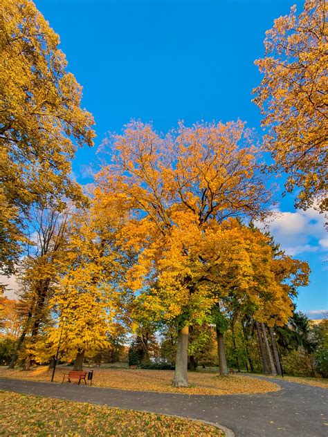 Autumn Tree In A Park Free Stock Photo - Public Domain Pictures