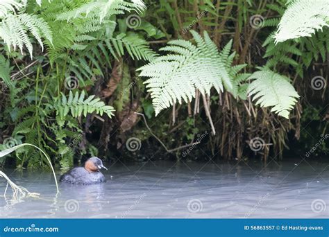 Little Grebe stock image. Image of background, crested - 56863557