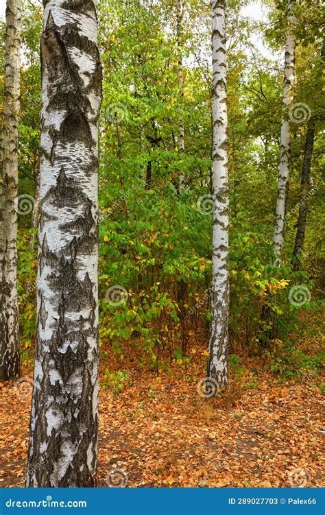 Birch Grove on a Sunny Autumn Day Stock Image - Image of outdoor, birch ...