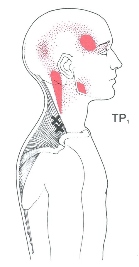 ปักพินในบอร์ด Physio-topia