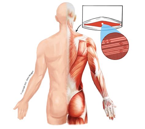 Levator Scapulae Triggerpoints - Core Release