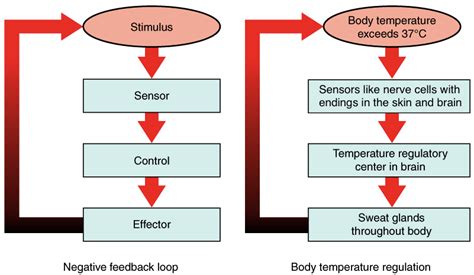 Feedback mechanism - Definition and Examples - Biology Online Dictionary