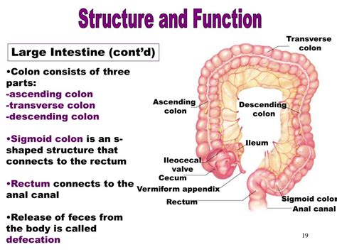 Intestine issues. Understanding Gastrointestinal Diseases: Symptoms ...