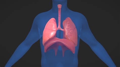 Human Respiratory System Model Labeled