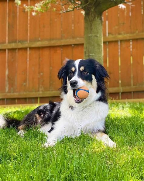 Great Pyrenees Australian Shepherd Mix: Info, Pictures, Facts, FAQs & More