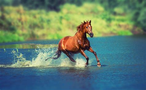 Running Horse In Water Wallpaper,HD Animals Wallpapers,4k Wallpapers ...