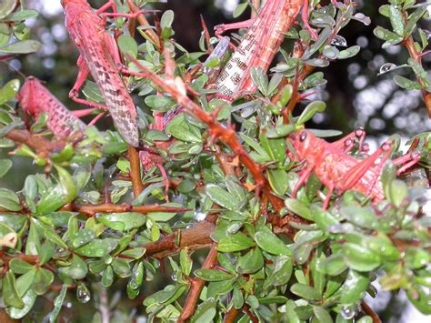 Sideroxylon spinosum - Biodiversité végétale du sud-ouest marocain