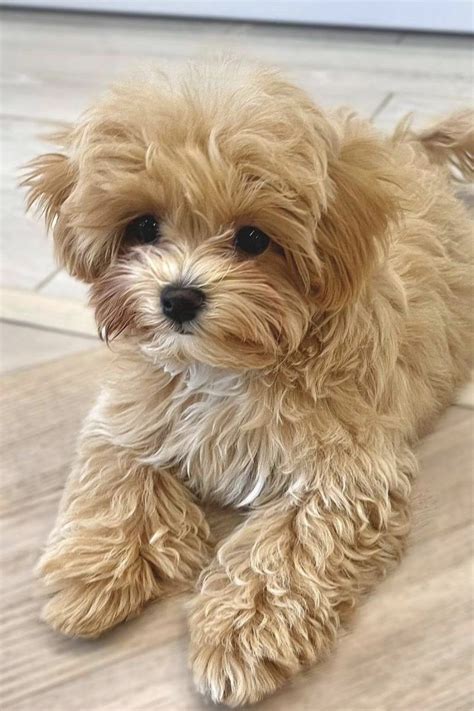 Teacup Maltipoo Full Grown | Maltipoo puppy, Maltipoo dog, Teacup maltipoo