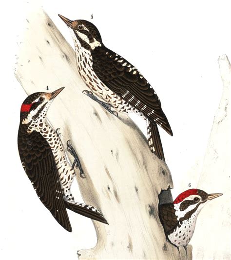 Strickland's Woodpecker (Dryobates stricklandi) :: BirdWeather