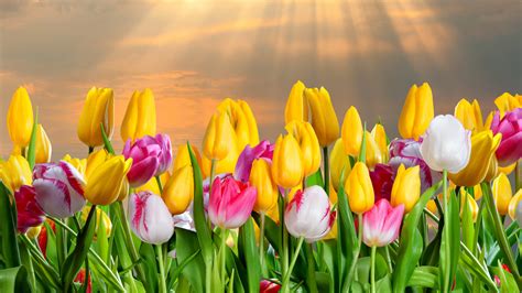 Sunshine Tulips: A Vibrant 4K Ultra HD Floral Delight