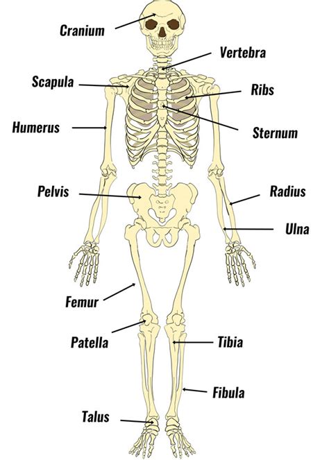 Bones of the skeleton - TeachPE.com