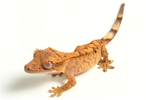 Flame: These geckos will have a body coloring different from that