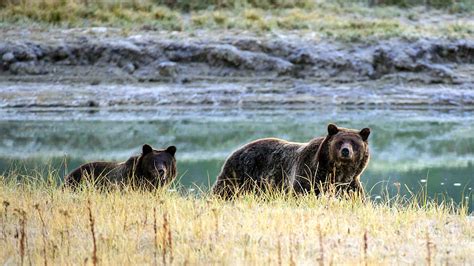 Death of Grizzly Bear Found Near Yellowstone Is Under Investigation ...