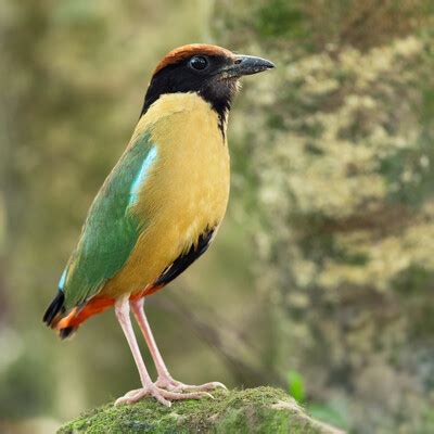 Noisy Pitta (Pitta versicolor) :: BirdWeather