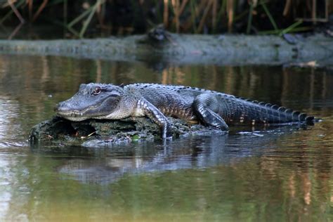 Contact Us | New Orleans Swamp Tour | Airboat Adventures