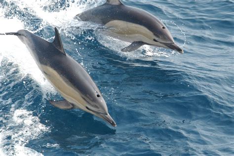 Common Dolphin - Island of the Blue Dolphins (U.S. National Park Service)