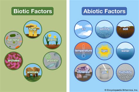 Diagram of Biotic and Abiotic factors | Quizlet