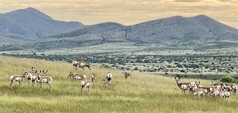 Sonoita-Elgin antelope numbers remain strong | Local News ...