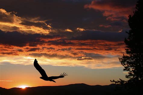 Eagle at Sunset Photograph by Shane Bechler - Pixels