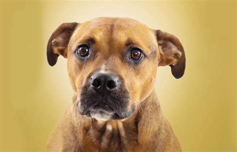 Rhodesian Ridgeback Beagle Mix: Pictures, Info, Care Guide & More ...