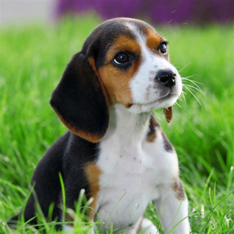 Beagle Puppies Photos, Breed Information,Dog Photos