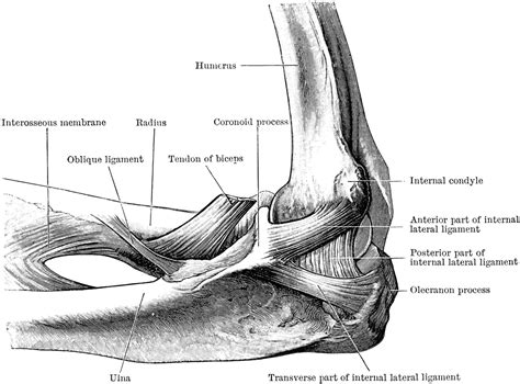 Inner Aspect of the Elbow Joint | ClipArt ETC