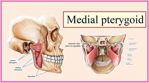 Medial Pterygoid muscle - Origin, Insertion, Function, Exercise