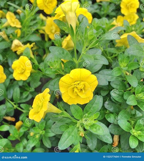 Bright Yellow Calibrachoa Million Bells Flowers Stock Photo - Image of ...