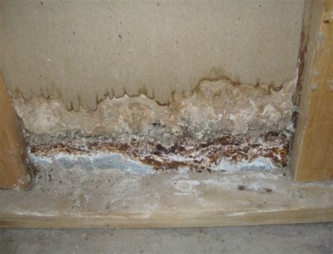 Alternaria Mold in The Home ....Health Concerns, Removal