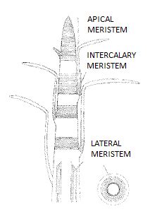 Meristematic Tissue Diagram, Types, Location & Characterstic