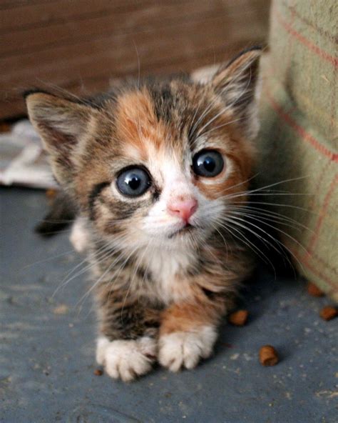 A Cute Little Kitten - Cats Photo (36498604) - Fanpop