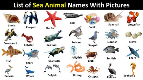 List of Sea Animals With Pictures - VocabularyPoint.com