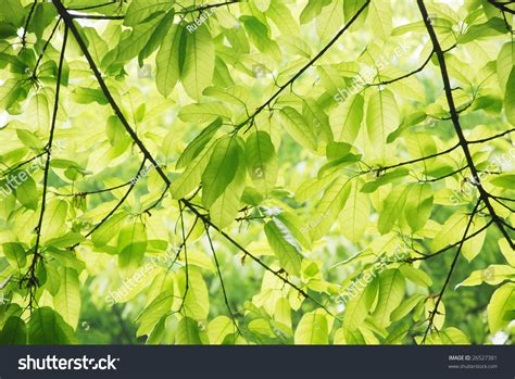 Spring Banyan Tree Leaves Background. Stock Photo 26527381 : Shutterstock