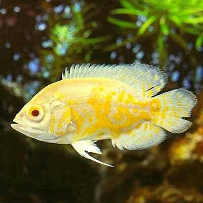 Lemon Oscar 2 1/2 to 3 inch – World Wide Fish & Pets!