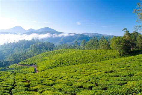 Tea cultivation stock photo. Image of calm, kerala, field - 15476174