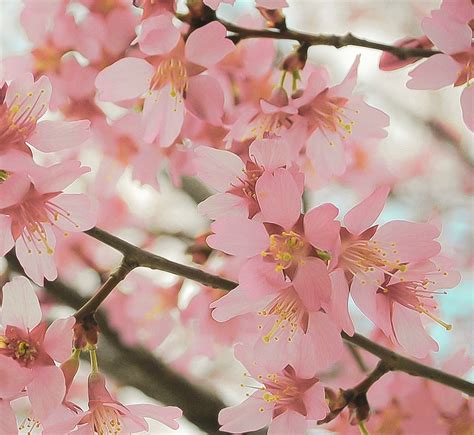 Reverence - 8 x 10 fine art photograph, cherry blossom photography ...