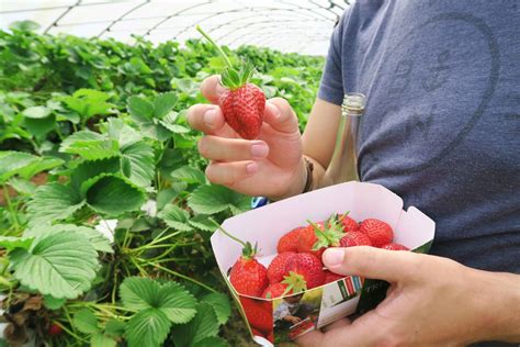 Pick your own at Trevaskis Farm, Cornwall - Melissa Carne