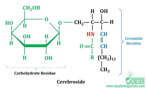 easybiologyclass, cerebroside structure and chemistry Nuclear Membrane ...