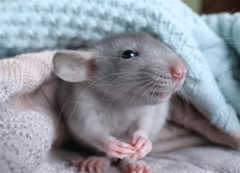 How To Care for Your Pet Rat | PetMD