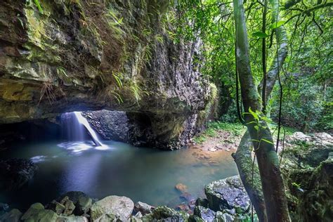 Springbrook And Tamborine Rainforest Tour Including Natural Bridge And ...