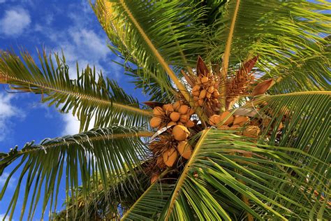 Coconut Palm Tree Parts