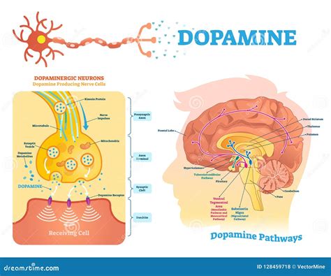 Dopamine Receiving Clipart And Illustrations