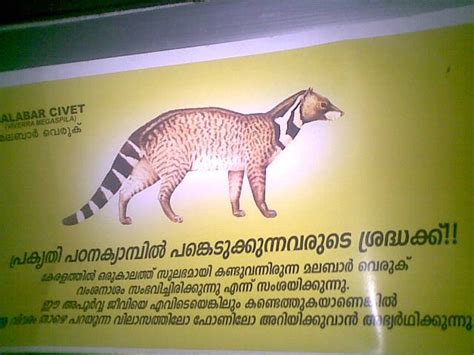 Mangroves: Malabar Civet : Critically Endangered species