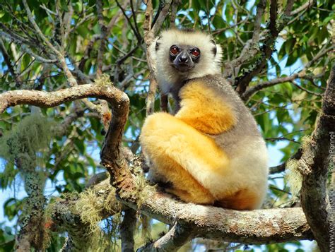 Lemurs of Madagascar | Diademed Sifaka | AQUA-FIRMA wildlife guides ...