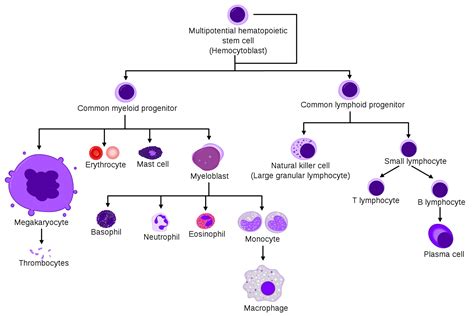 Haematology - TeachMePhysiology