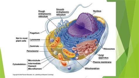 Cytoskeleton Structure